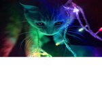 ☾The Kitten Lovers☽