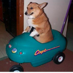 The Happy Corgi Club