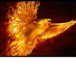 Fierce Phoenix