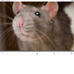 Rats united group114