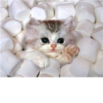 kittys rock roblox