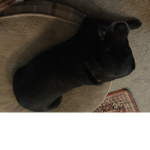 Dog millitary