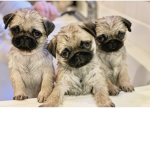 Pugs United Club!