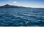 shark studios development group