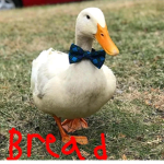 Duck27359