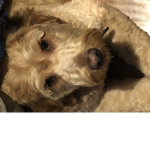 Team Adopt Me Giveaway Group