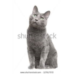 RBS Russian Blue Schools