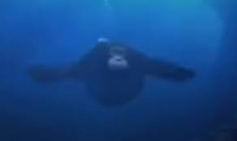 Monke Ship
