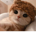 Cats clubX
