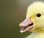 the duck houze
