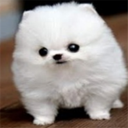 Cute Cute Cute Cute Roblox decal