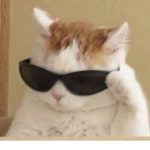cat pow