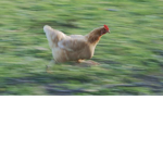 Chickens_shirts