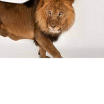 Lions stick together