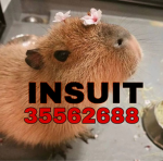 死 In2uit