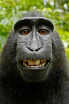 Monky Crew