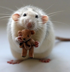 RATS ONLY GROUP >:)