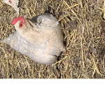 Girls only (read bio)