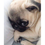 Pug Business