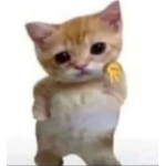 did you say bobux?