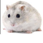 Happy~hamsters