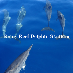 Rainy Reef Dolphin Stadium