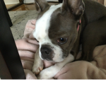 Pearl the small