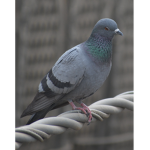 Pigeons Forever