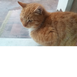 PET SIMURATOL