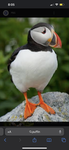 Save the puffin from going extinct!