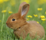 the bunnies and the coconuts
