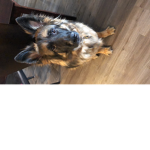 Group for people who love dogs
