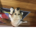 The super cute puppy group