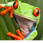 Froggie’s Awesome Fan Club