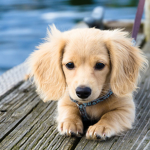 puppyarecool!!!!!