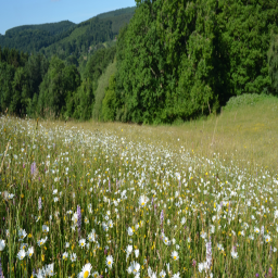 The Eclipse Meadows