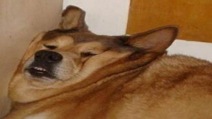 dog Roblox decal