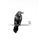 Black Birdies
