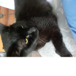 Adoptme updates/fan club