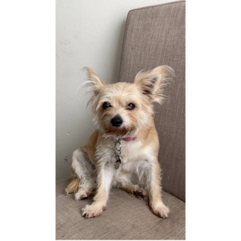 PIPER