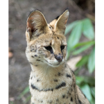 Serval Nation