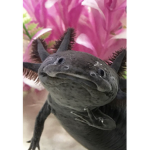 The Axolotl has a axe