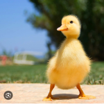 Lil ducky’s :3