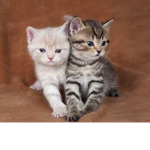 teh littile kitty's