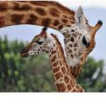 Yellow giraffes squad