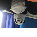 panda roll