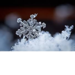 \\-Snow Force-//