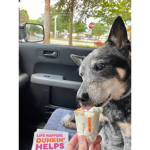 If you like dog