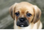 Puppy AWESOME group