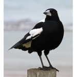 the magpies